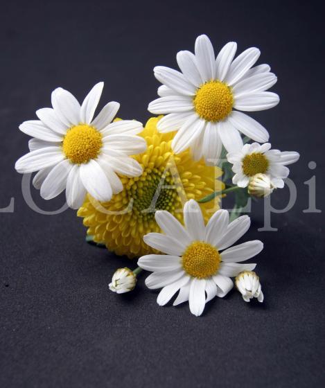 Blume 4