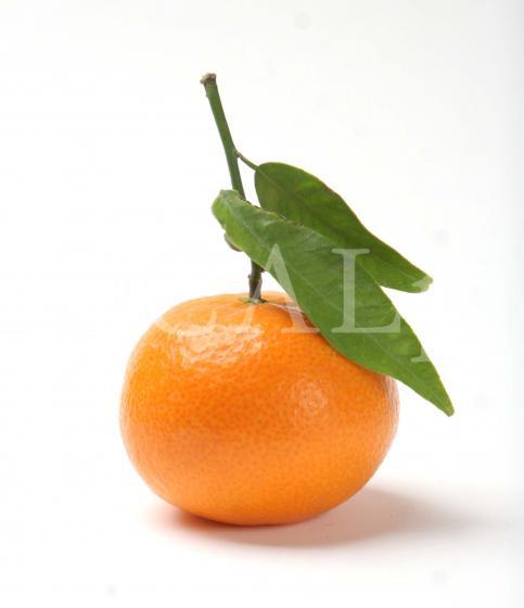 Food 123