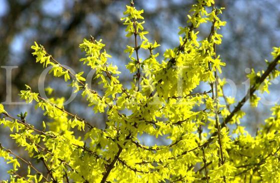 Natur 25