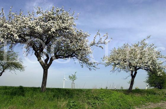 Natur 28