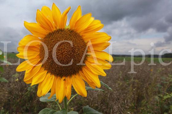 Sonnenblume 11