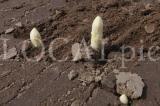 Spargel 2011 03