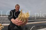 Spargel 2011 06