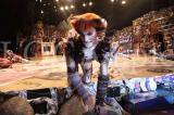 Cats 2011 18