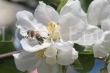 Blueten 2012 04
