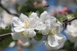Blueten 2012 05