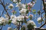 Blueten 2012 06