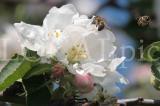 Blueten 2012 09