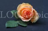 Blume 1