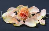 Blume 2