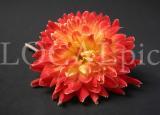 Blume 3