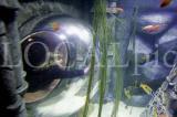 Sealife 2