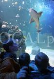 Sealife 6
