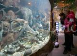 Sealife 8