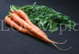 Food 92