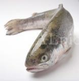 Food 98