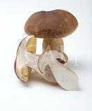 Food Pilz 2