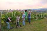 Wein 4