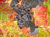 Wein 9