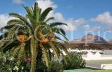 Lanzarote 12