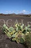 Lanzarote 16