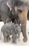 Tiere 102