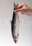 Food 10