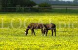 Natur 2