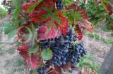 Wein 15