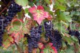 Wein 16