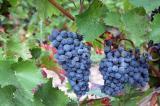 Wein 17