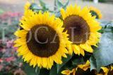 Sonnenblume 1