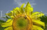 Natur 5