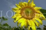 Natur 6
