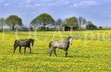 Natur 7