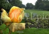 Natur 21