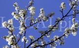 Natur 24