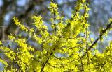 Natur 25