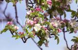 Natur 27