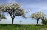 Natur 28