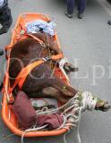Tiere 21
