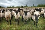 Tiere 27
