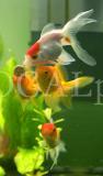 Tiere 28