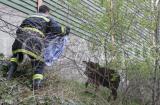 Tiere 44