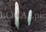 Spargel 11
