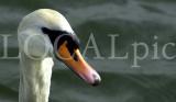 Tiere 66