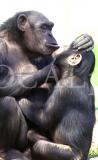 Tiere 71