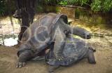 Tiere 72
