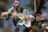 Fr�hling 03