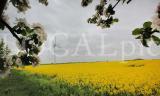 Fr�hling 06